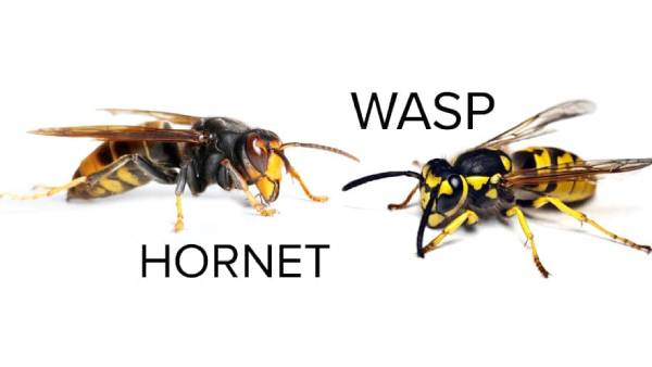 Wasp & Hornet Removal